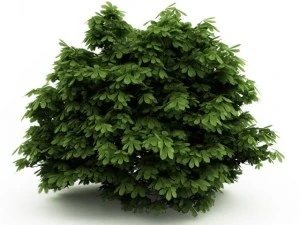 cgaxis Flaschenb&uuml;rste Rosskastanie 3D Modell