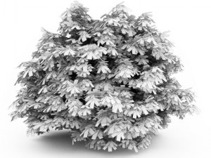 cgaxis bottlebrush buckeye 3D Model