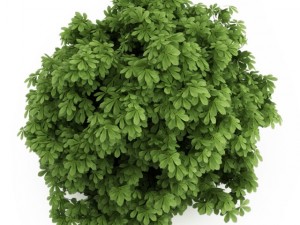 cgaxis bottlebrush buckeye 3D Model