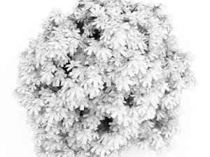 cgaxis bottlebrush buckeye 3D Model