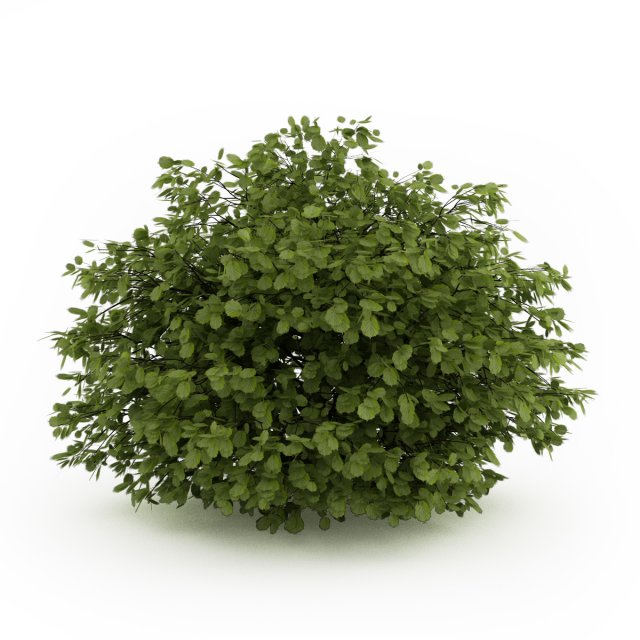 cgaxis common hazel 3D Модель .c4d .max .obj .3ds .fbx .stl .blend 