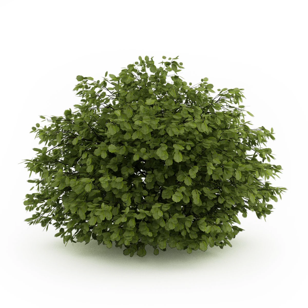 cgaxis common hazel 3D Model .c4d .max .obj .3ds .fbx .stl .blend 