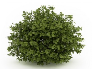 cgaxis common hazel 3D Модель