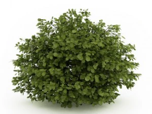 cgaxis gemeine Hasel 3D Modell