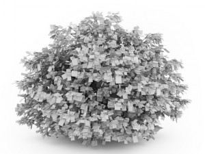 cgaxis common hazel 3D Модель