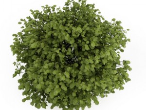 cgaxis common hazel 3D Модель