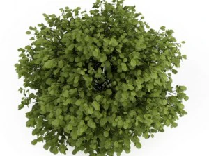 cgaxis common hazel 3D Model