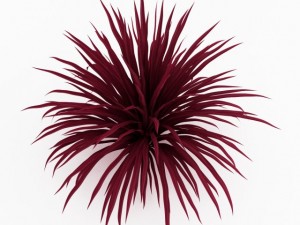 cgaxis cabbage tree 3D मॉडल