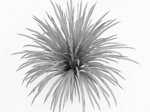 cgaxis cabbage tree 3D Model