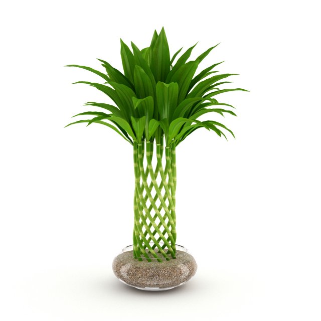 bamboo plant 3D Model .c4d .max .obj .3ds .fbx .stl .blend 