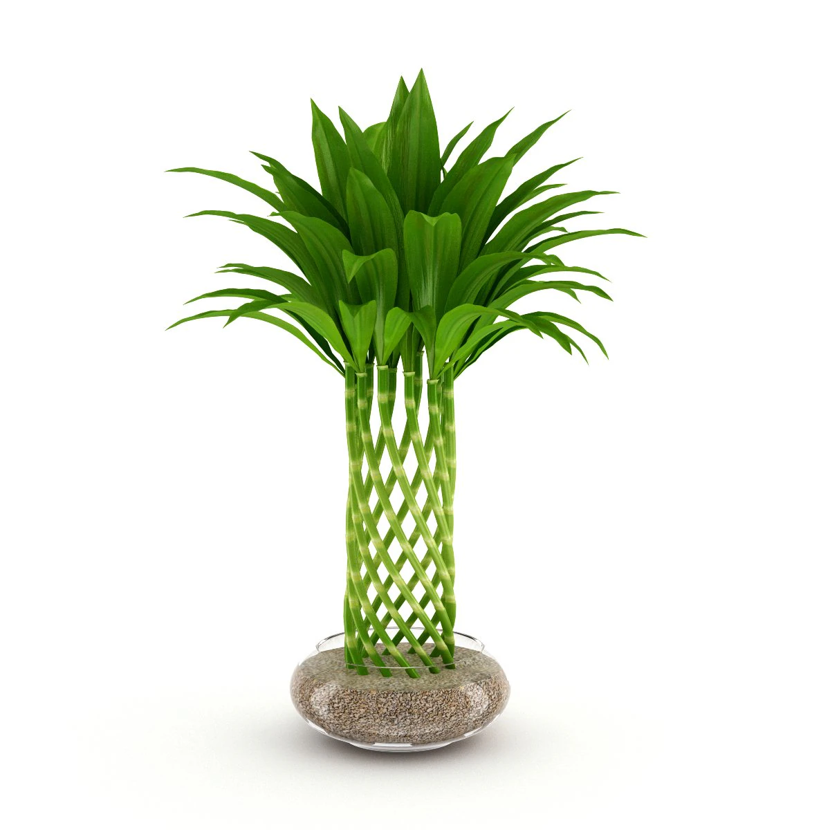 bamboo plant 3D Model .c4d .max .obj .3ds .fbx .stl .blend 