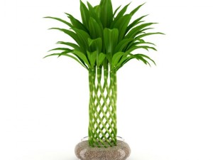 bamboo plant 3D Модель
