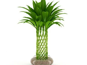 бамбуковое растение 3D Модель