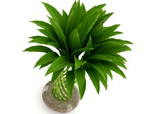 bamboo plant 3D Model