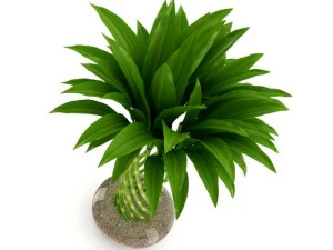 bamboo plant 3D Model