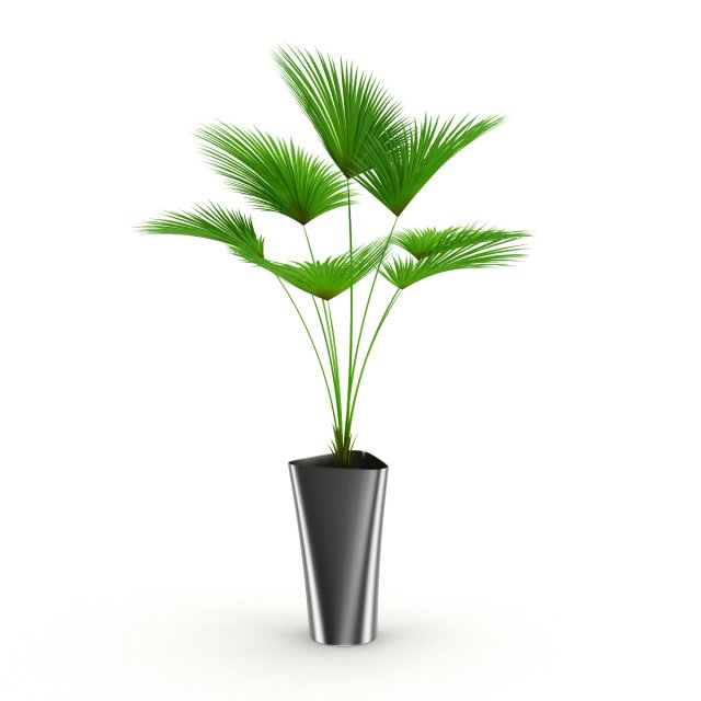 palm tree Modello 3D .c4d .max .obj .3ds .fbx .stl .blend 