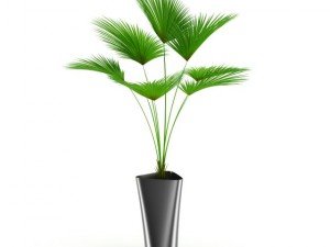 palm tree 3D Модель