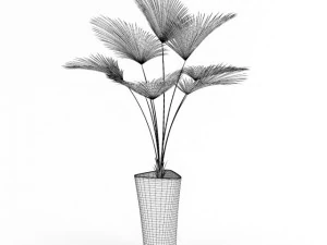 palm tree 3D Model
