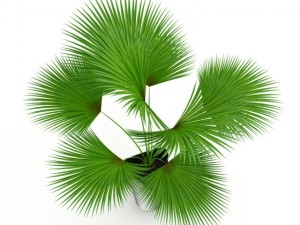 palm tree Modello 3D