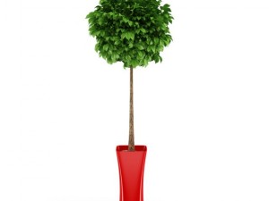 potted tree 3D Модель