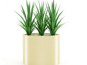 triple palm 3D Модель