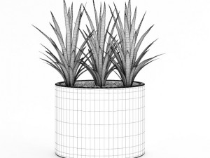 triple palm 3D Model