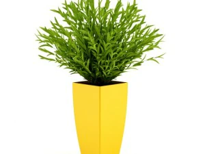 горшечное растение 3D Модель