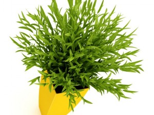 potted plant 3D Model