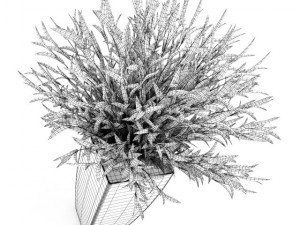 potted plant 3D Model