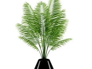 пальма в горшке 3D Модель