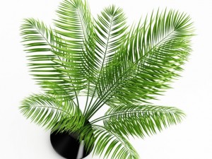 potted palm 3D Model