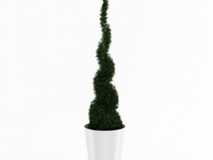 potted thuja 3D Модель