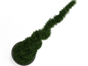 potted thuja Model 3D