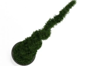 potted thuja 3D Model