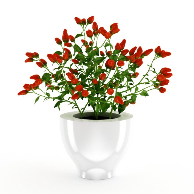 paprika plant 3D Model .c4d .max .obj .3ds .fbx .stl .blend 