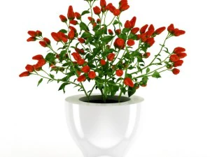 tanaman paprika Model 3D