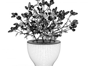 paprika plant 3D Model