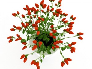paprika plant 3D Model