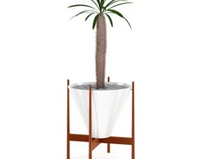 plante de cactus Modèle 3D