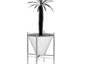 cactus plant 3D 模型