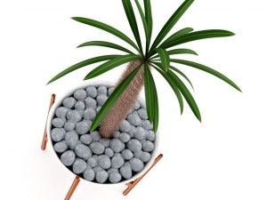 cactus plant 3D 模型