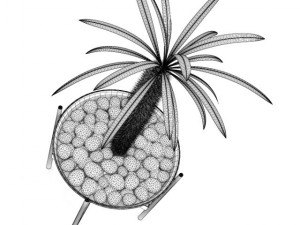 cactus plant 3D 模型
