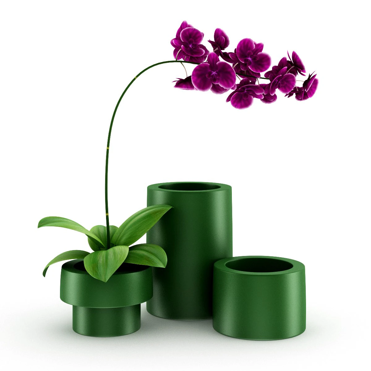purple orchid 3D Model .c4d .max .obj .3ds .fbx .stl .blend 