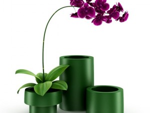 purple orchid 3D Модель