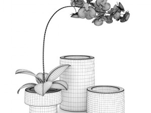 purple orchid Modèle 3D
