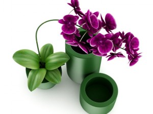 purple orchid Modèle 3D