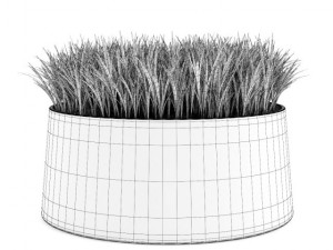 decorative grass Model 3D