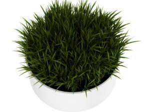 decorative grass Model 3D