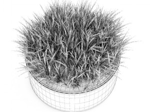 decorative grass Model 3D