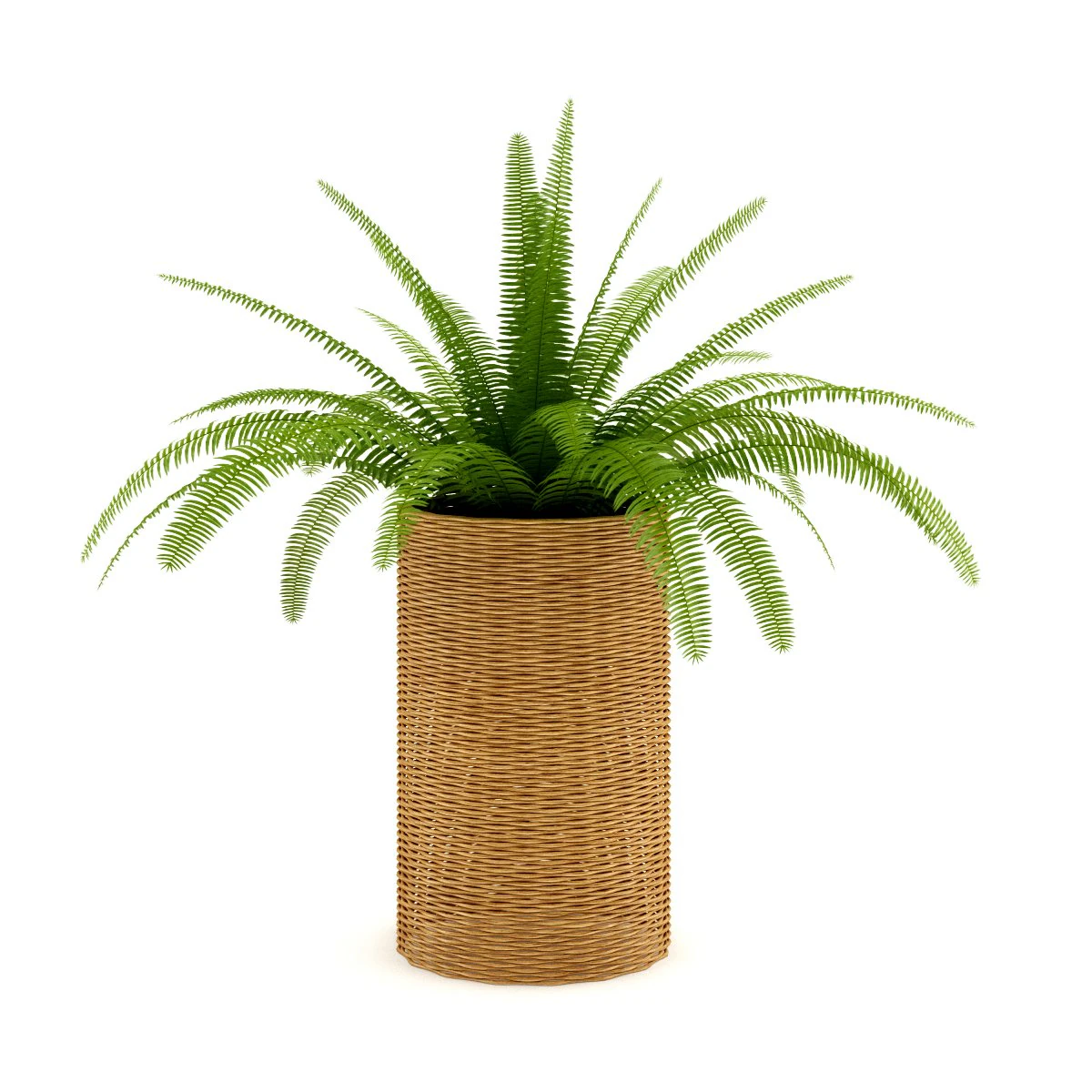 fern in wicker basket 3D Model .c4d .max .obj .3ds .fbx .stl .blend